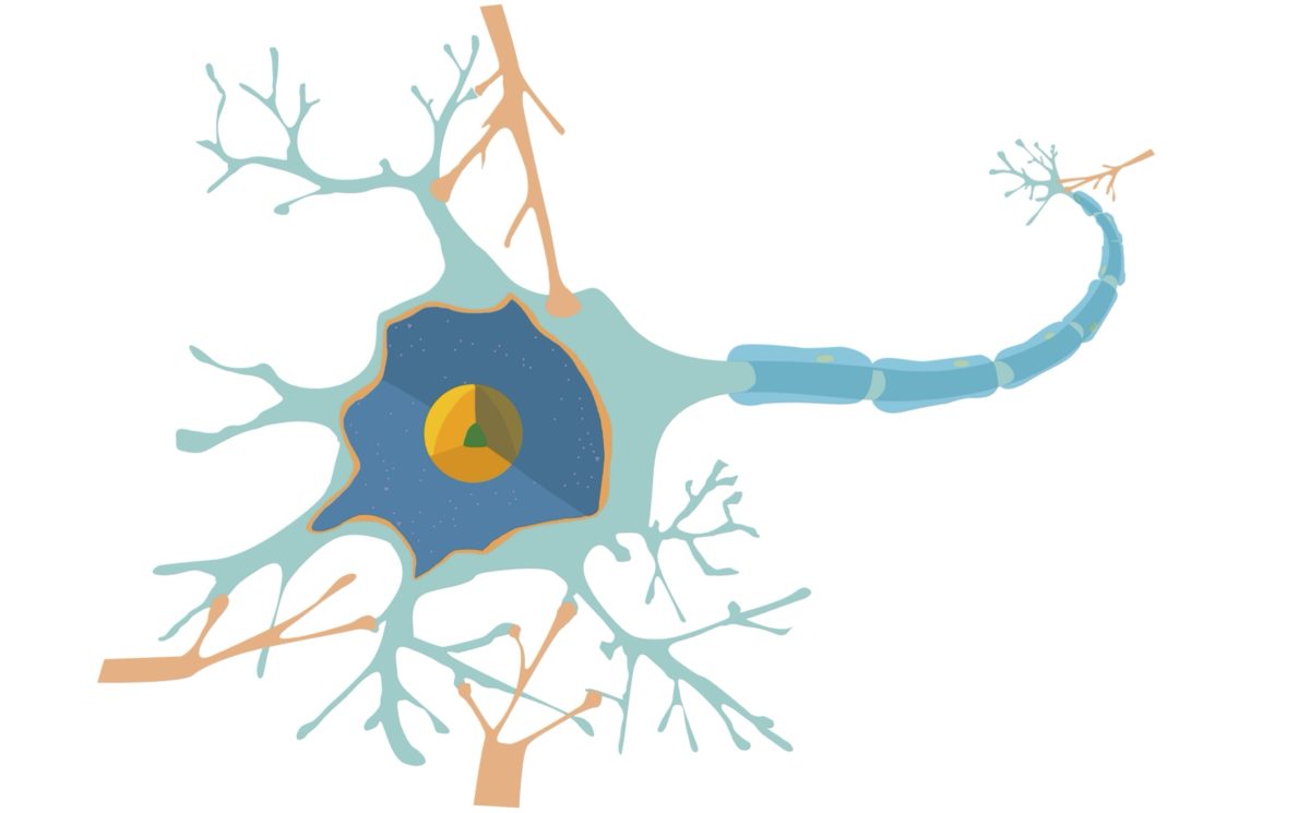 Nervenzelle Alles Was Du Wissen Sollst Easy Schule