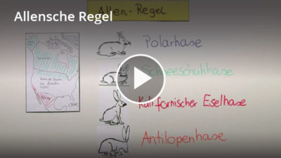 Allensche Regel Definition Zusammenfassung Easy Schule