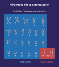 Karyogramm Definition Zusammenfassung Easy Schule