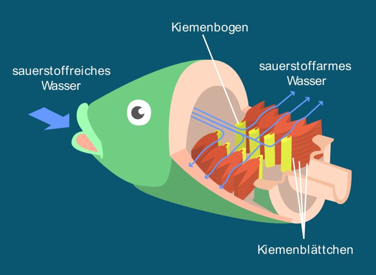 Kiemen Definition Zusammenfassung Easy Schule