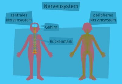 Zentrales Nervensystem Anatomie Aufbau Und Embryologie Kenhub