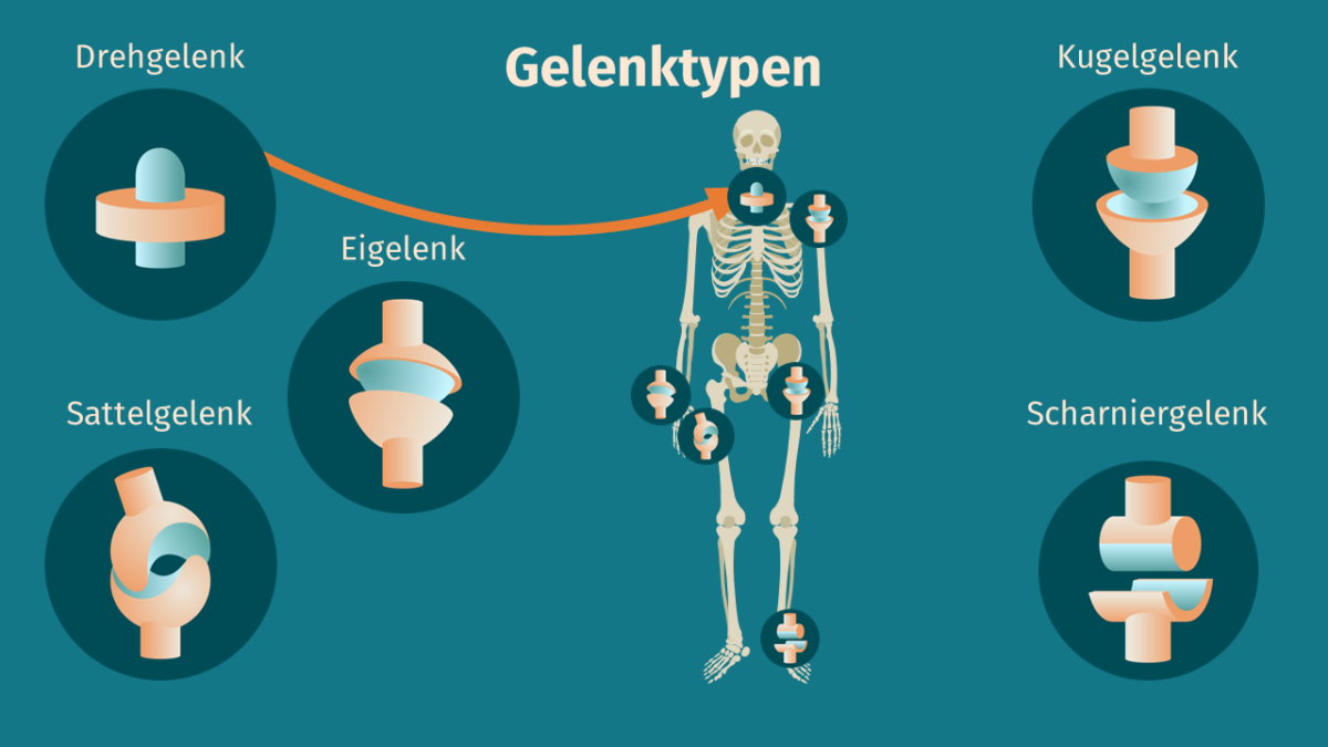 Gelenktypen Definition Zusammenfassung Easy Schule