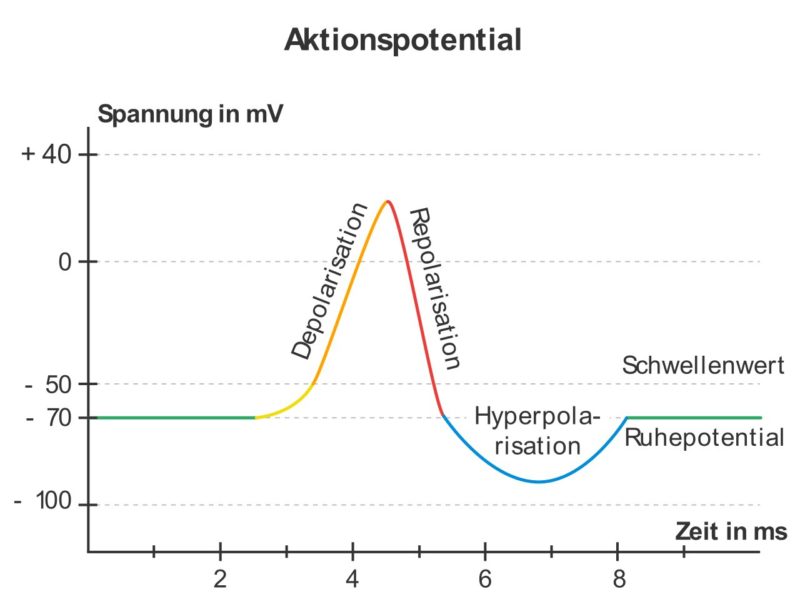 Ruhepotenzial Definition Zusammenfassung Easy Schule