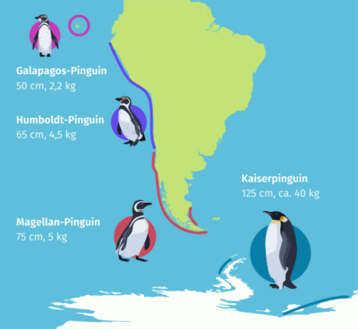 Bergmannsche Regel am Beispiel der Pinguine