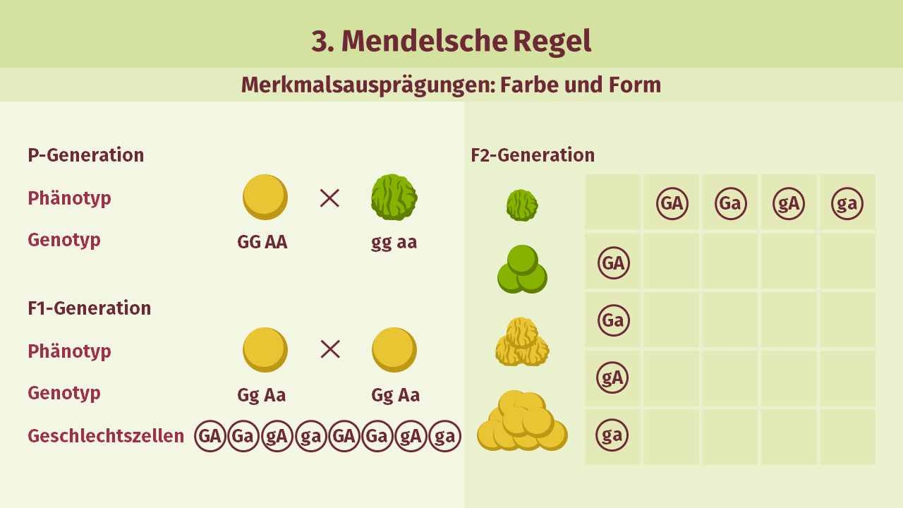 Mendelsche Regeln – Definition & Zusammenfassung | Easy Schule