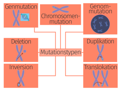 Genmutation – Definition & Zusammenfassung | Easy Schule