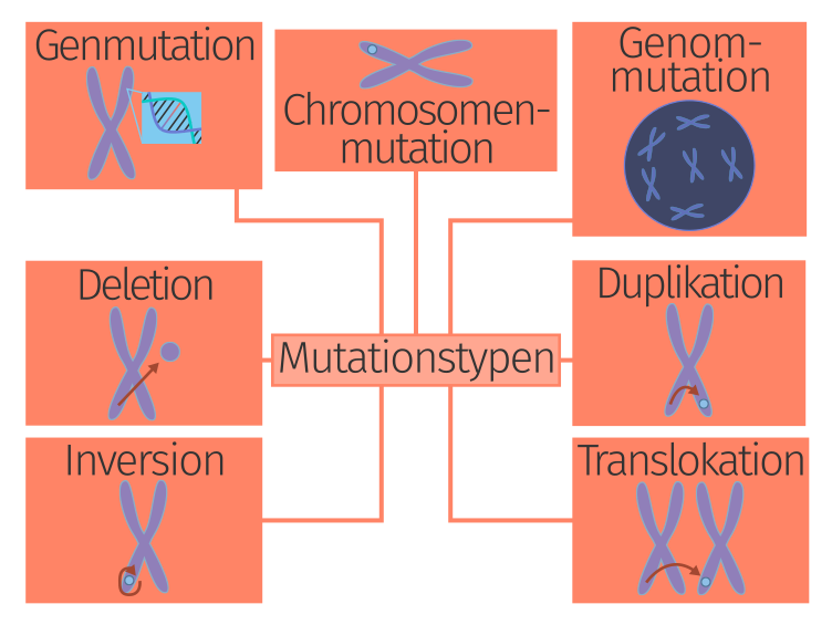 Genmutation Definition & Zusammenfassung Easy Schule
