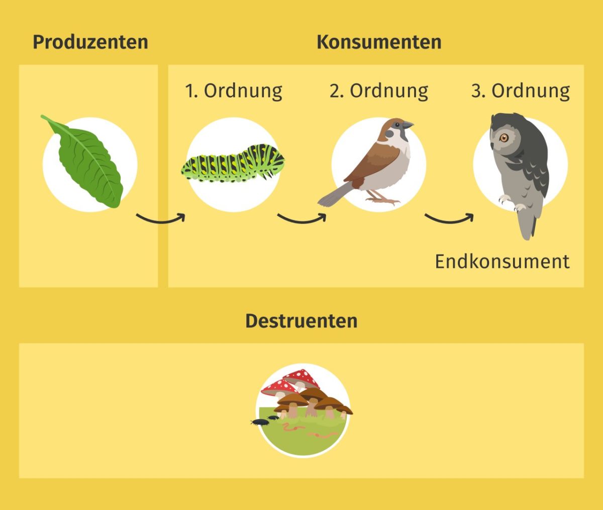 Nahrungskette Und Nahrungsnetz Definition Zusammenfassung Easy Schule