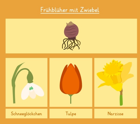 Frühblüher Liste mit Bildern: Grundschule - Zeichnen lernen mit Frühlingsboten!