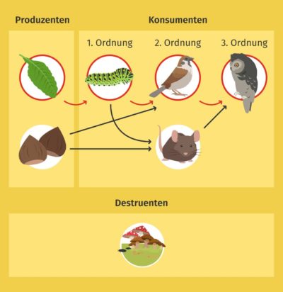 Nahrungskette und Definition & Zusammenfassung Easy Schule
