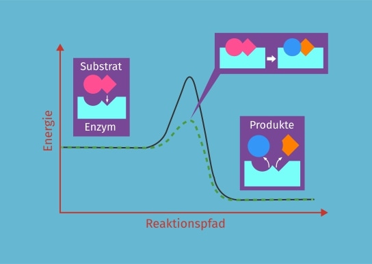 Eine schematisierte Enzymreaktion als Energiediagramm
