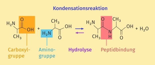 Peptidsynthese