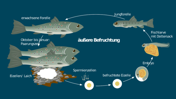 Fische – Fortpflanzung, Brutpflege und Entwicklung