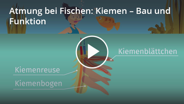 Kiemen Definition & Zusammenfassung Easy Schule