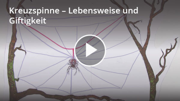 Kreuzspinne Steckbrief: Lernvideo