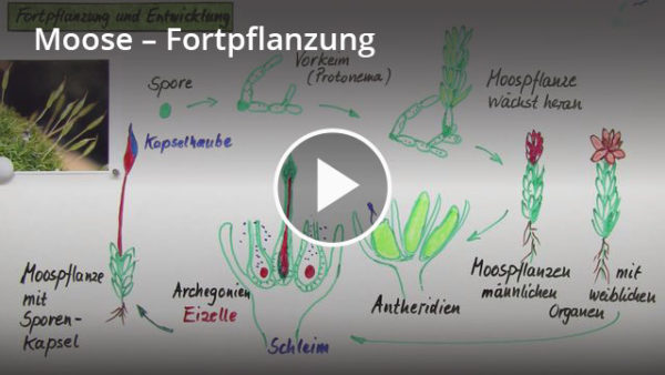 Moose Fortpflanzung Video