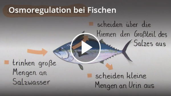 Osmoregulation Fische: Lernvideo