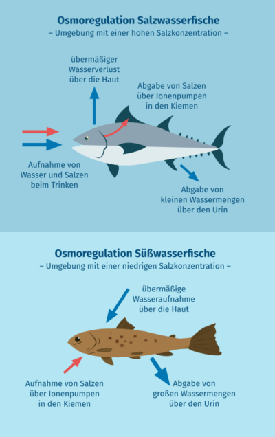 Osmoregulation bei Fischen und Meerestieren