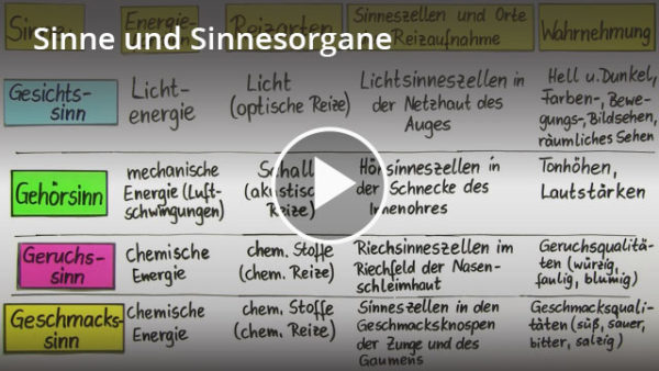 Sinnesorgane: Lernvideo 