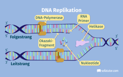 DNA-Replikation