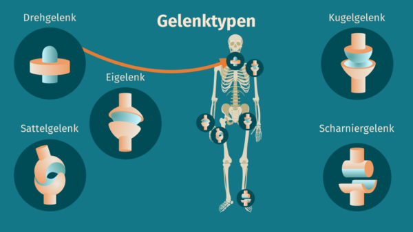 Gelenktypen Definition Zusammenfassung Easy Schule Gelenktypen Definition Zusammenfassung Easy Schule