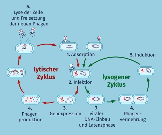 Ablauf des lytischen und lysogenen Zyklus