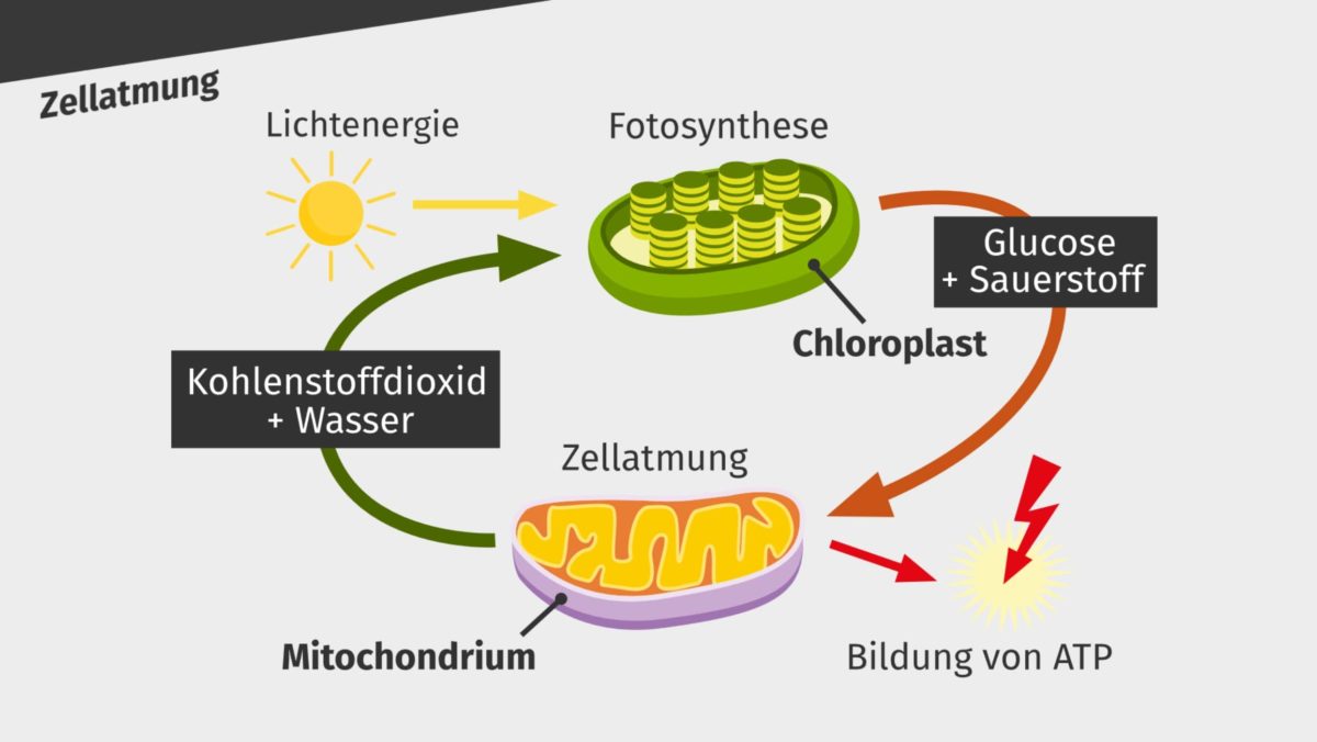 experiment zum ort der zellatmung