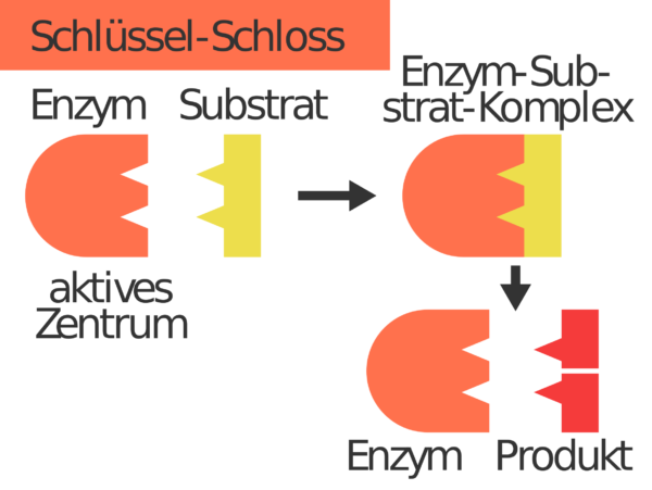 Enzym-Substrat-Komplex: Bildung