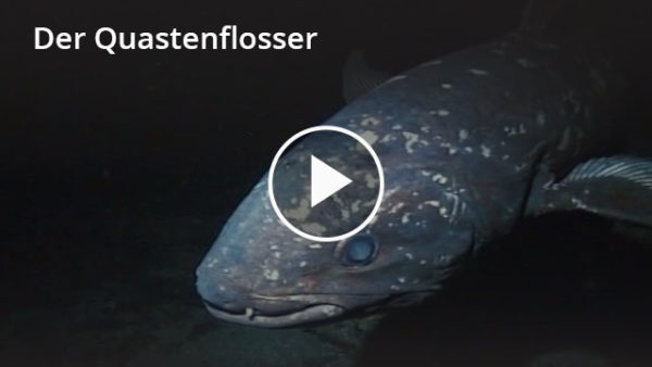 Der Quastenflosser: Lernvideo