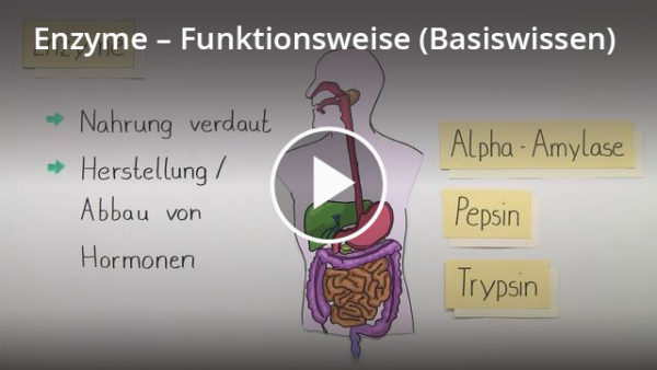 Was sind Enzyme? im Video erklärt