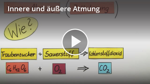 Innere Atmung Und Zellatmung – Definition & Zusammenfassung | Easy Schule