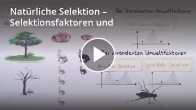 Natürliche Selektion – Definition & Zusammenfassung | Easy Schule