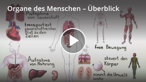 Organe Mensch: Lernvideo