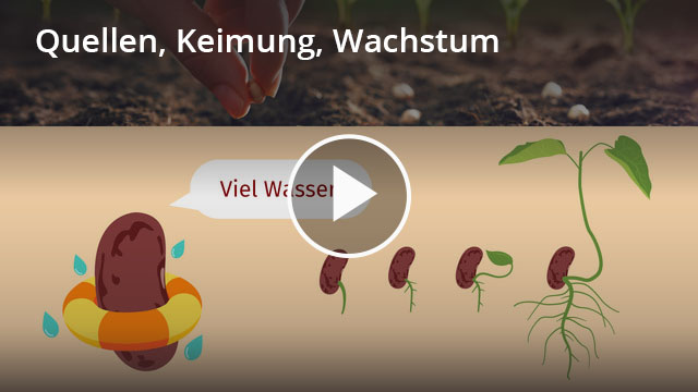 Keimung Und Entwicklung Der Bohne Arbeitsblatt Quellung und Keimung und Wachstum – Definition & Zusammenfassung | Easy