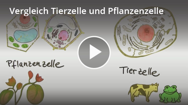 Tierzelle Pflanzenzelle Vergleich Arbeitsblatt Pdf easy-schule.de