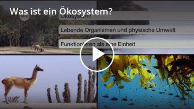 Ökosystem Definition & Zusammenfassung Easy Schule