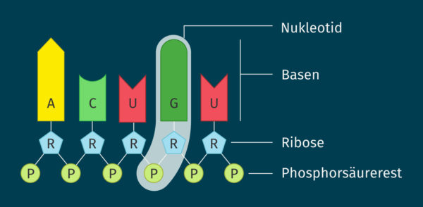 Aufbau der RNA