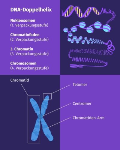 Wie Ist Die Dna Aufgebaut Dna und Dna Aufbau – Definition & Zusammenfassung | Easy Schule