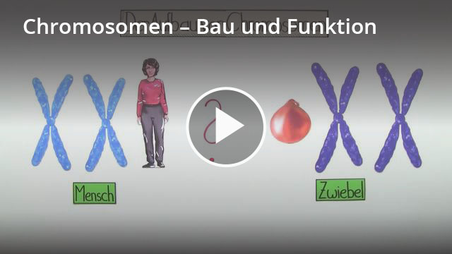 Aufbau Chromosom – Definition & Zusammenfassung | Easy Schule