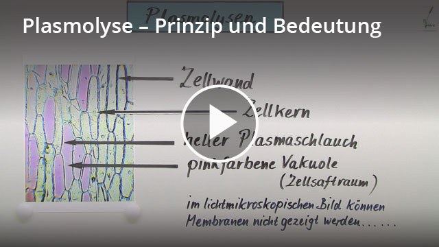 Was Ist Die Plasmolyse Plasmolyse und Deplasmolyse – Definition & Zusammenfassung | Easy Schule