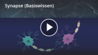 Synapse – Definition & Zusammenfassung | Easy Schule