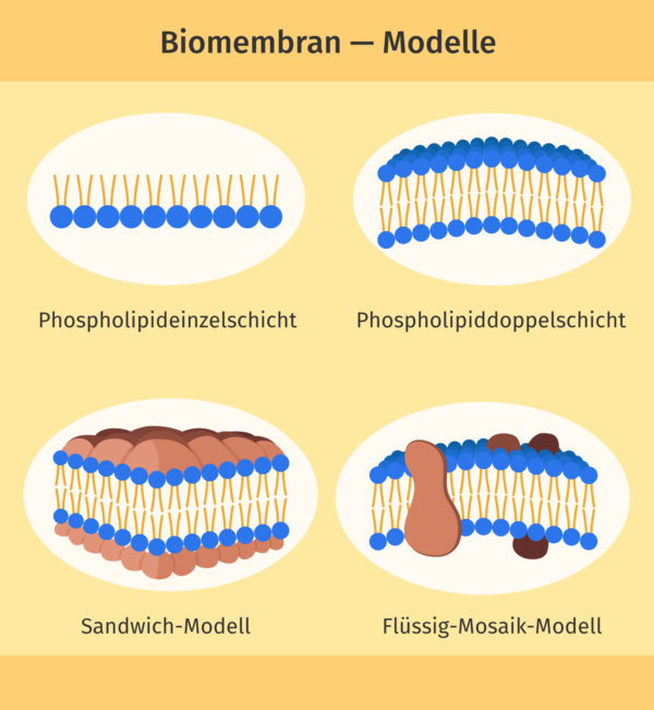 Biomembran: Modelle