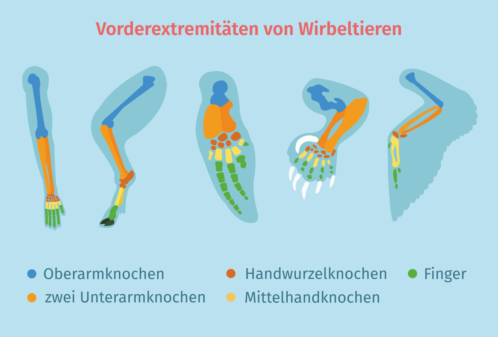Analoge und homologe Organe – Definition & Zusammenfassung | Easy Schule