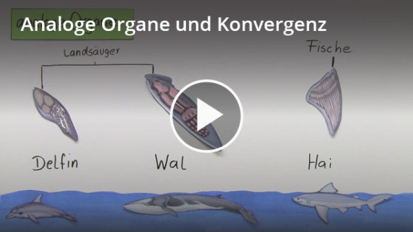 Analoge und homologe Organe: Lernvideo