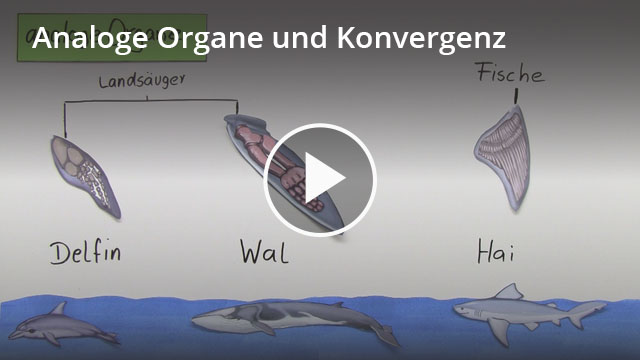 Analoge und homologe Organe – Definition & Zusammenfassung | Easy Schule