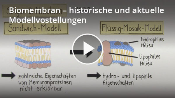 Biomembran: Lernvideo