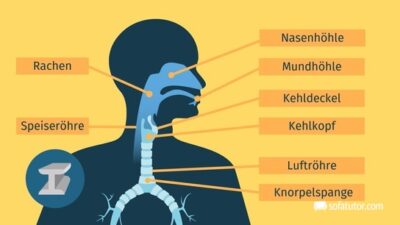 Atmungsorgane & Weg der Atemluft – Definition & Zusammenfassung | Easy ...