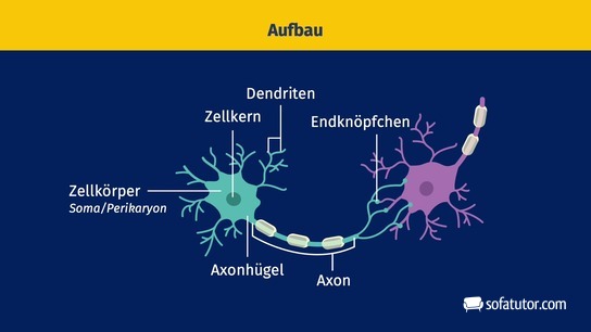 Aufbau der Nervenzelle