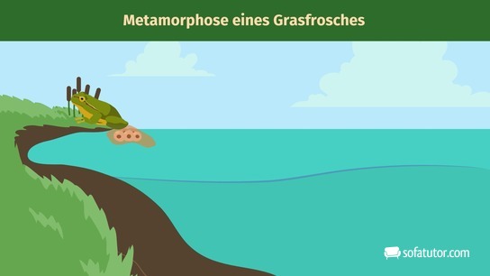 Metamorphose eines Grasfrosches