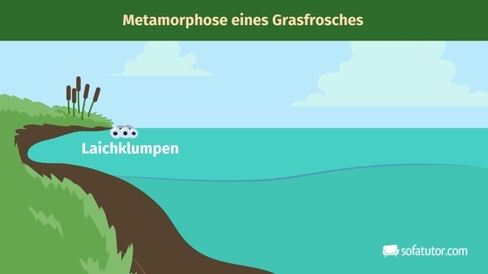 Metamorphose - Laichklumpen